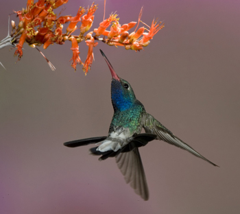 broadbill